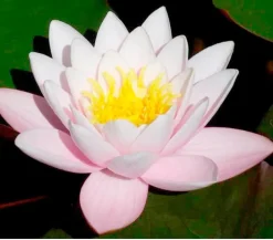 Dehner Aqua Teichpflanzen|Teichpflanzen > Seerose 'Hollandia'