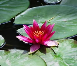 Dehner Aqua Teichpflanzen|Teichpflanzen - Seerose 'Red Spider' Pink