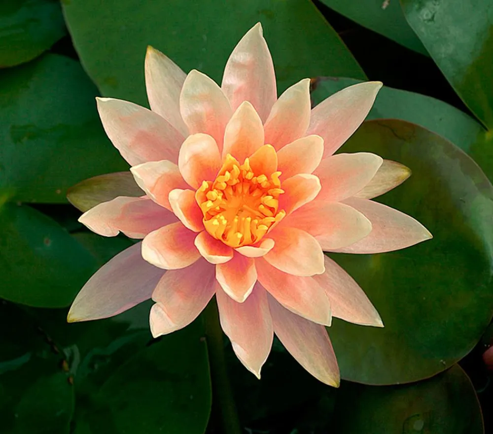 Dehner Aqua Teichpflanzen|Teichpflanzen - Seerose 'Sioux' Apricot