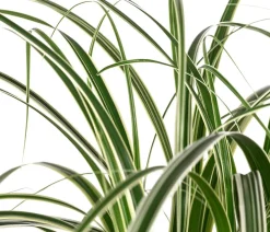 Dehner Segge 'Feather Falls®'