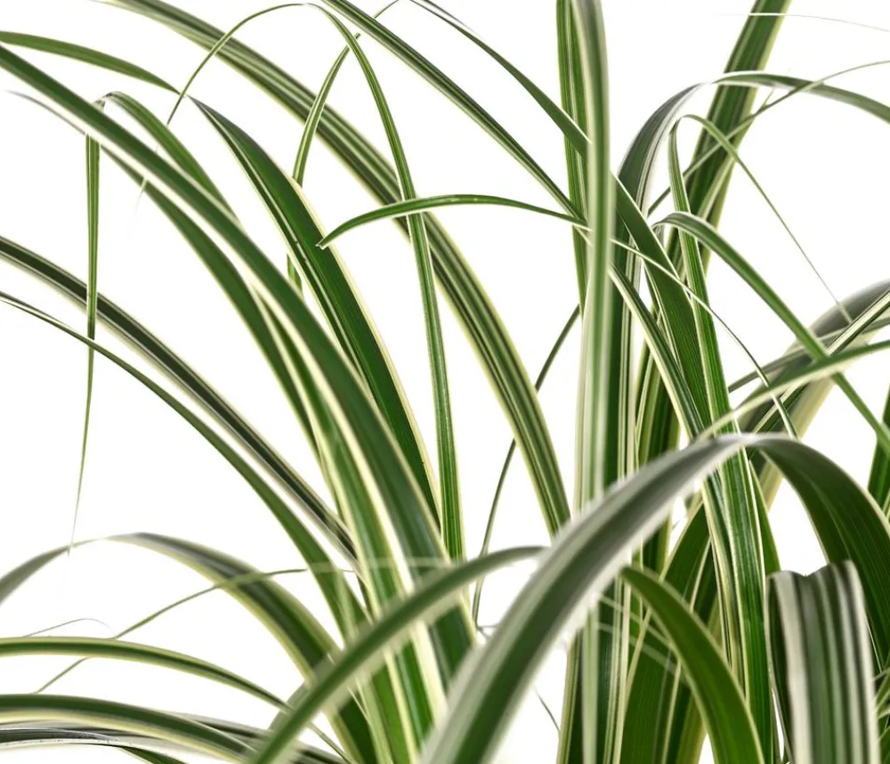 Dehner Segge 'Feather Falls®'