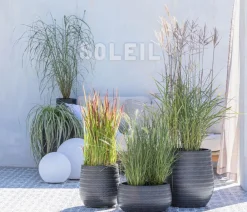 Dehner Segge 'Feather Falls®'