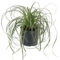 Dehner Segge 'Feather Falls®'