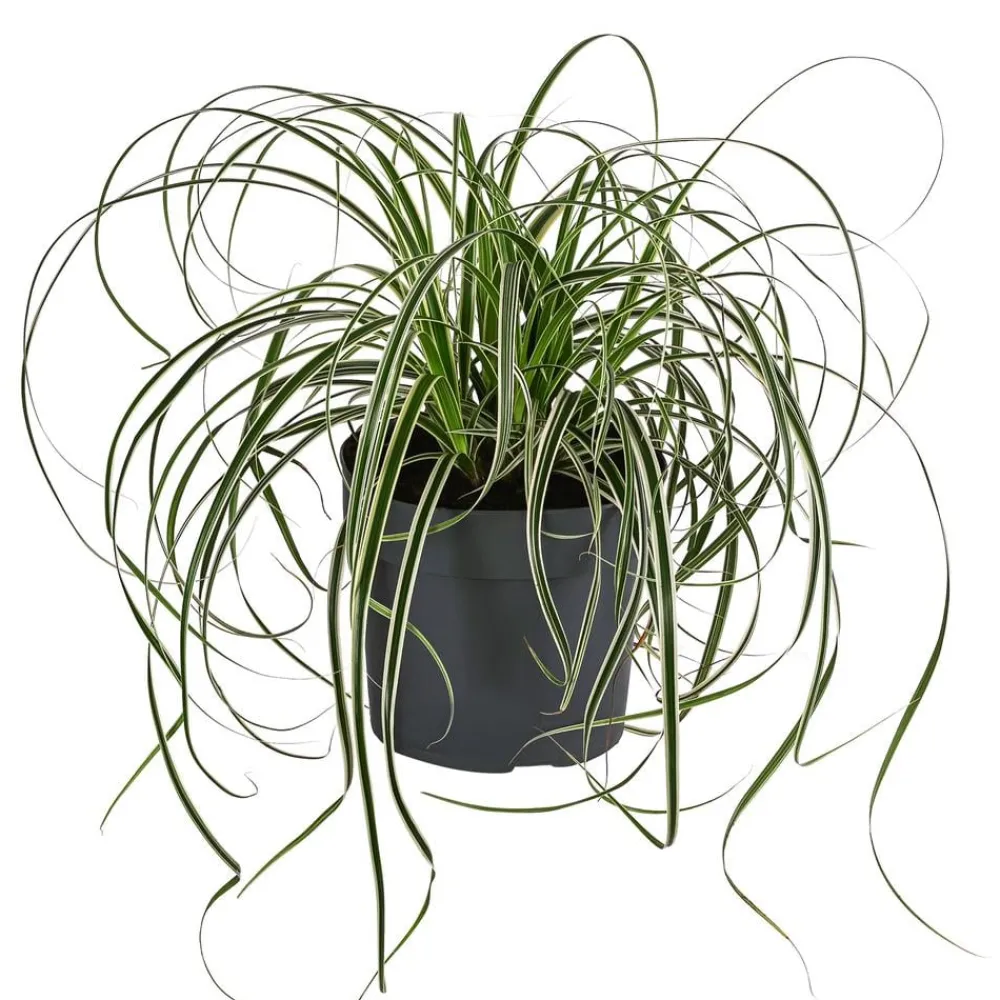 Dehner Segge 'Feather Falls®'
