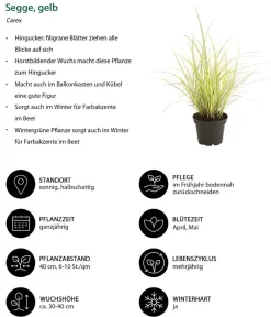 Dehner Grabschmuck & Grabgestaltung|Gräser > Segge, verschiedene Sorten