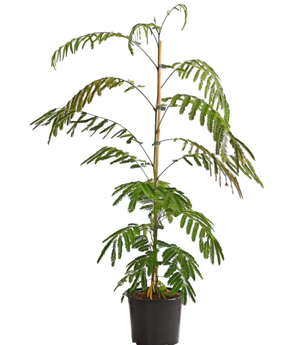 Dehner Laubgehölze|Blühende Sträucher > Seidenbaum 'Ombrella'