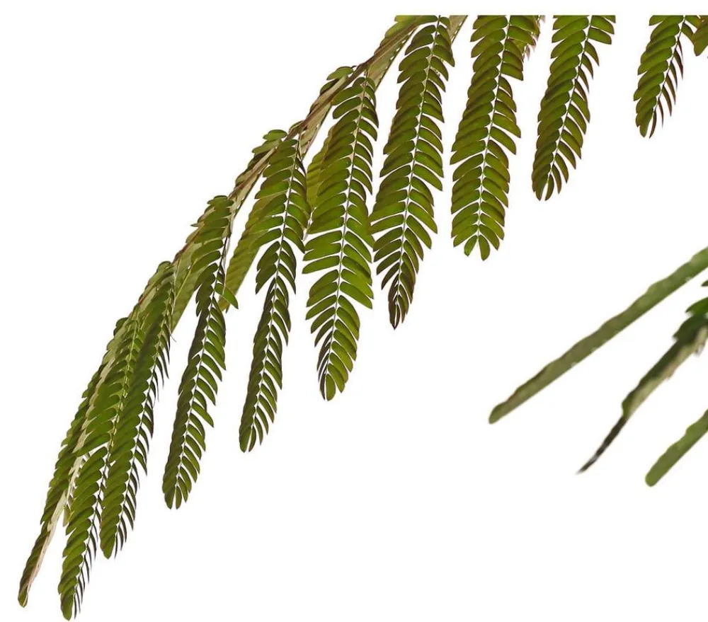 Dehner Laubgehölze|Blühende Sträucher > Seidenbaum 'Ombrella'