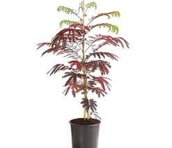 Dehner Seidenbaum 'Summer Chocolate' Rosa Sale