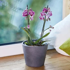 Torf & Blähton|Spezialerde > Seramis Spezial-Substrat für Orchideen