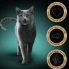 Sheba® Nassfutter Katze - Nassfutter für Katzen Delikatesse in Gelee, Truthahn, 28 x 85 g