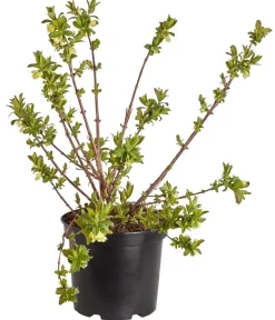 Dehner Weinreben & Gartenobst|Beerensträucher - Sibirische beere 'MyBerry® Sweet' Blau
