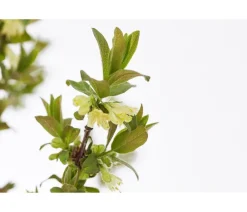 Dehner Weinreben & Gartenobst|Beerensträucher - Sibirische beere 'MyBerry® Sweet' Blau