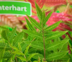 Dehner Laubgehölze|Blühende Sträucher > Sibirische Fiederspiere 'Sem'