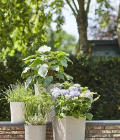 Siena Garden Kunststoff-Topf ECO Nizza, konisch, ca. B25/H46,5/T25 cm Weiß Clearance