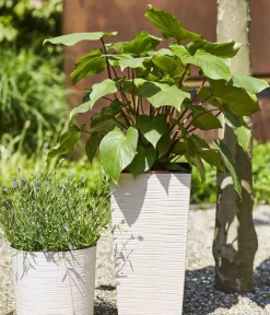Siena Garden Kunststoff-Topf ECO Nizza, konisch, ca. B25/H46,5/T25 cm Weiß Clearance