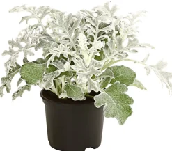 Dehner Grabschmuck & Grabgestaltung - blatt