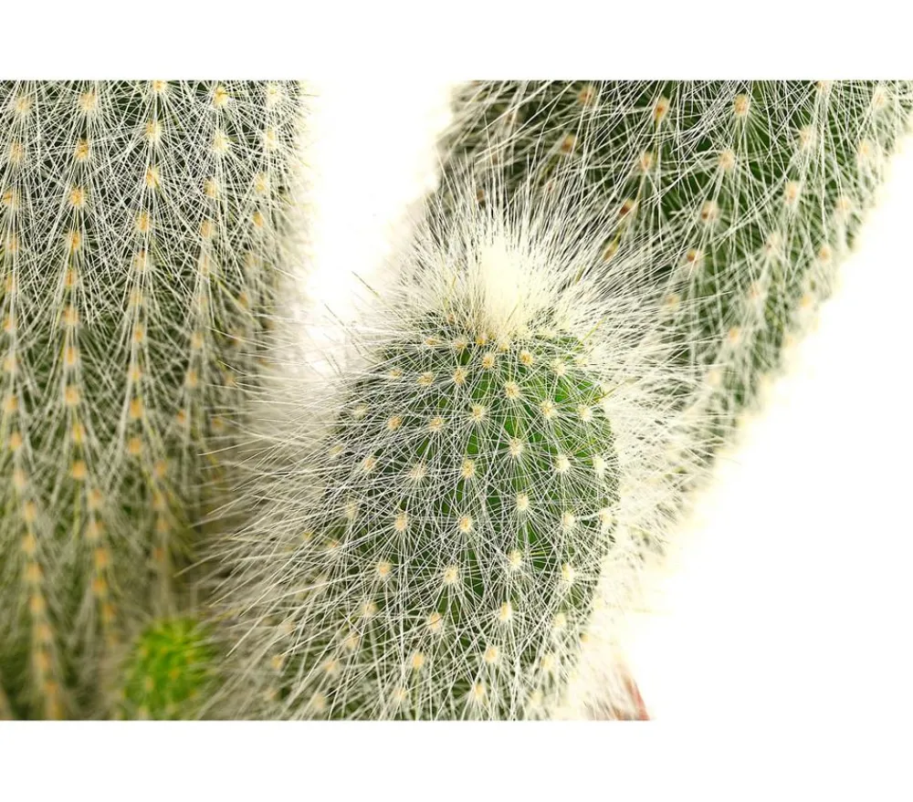 Dehner Kakteen > Silberkerzenkaktus - Cleistocactus strausii