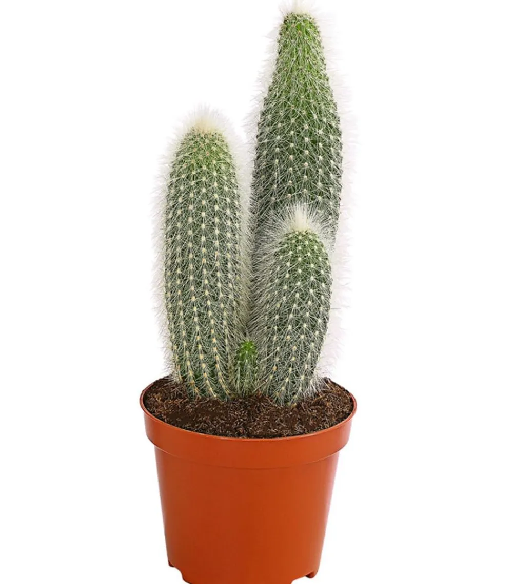 Dehner Kakteen > Silberkerzenkaktus - Cleistocactus strausii