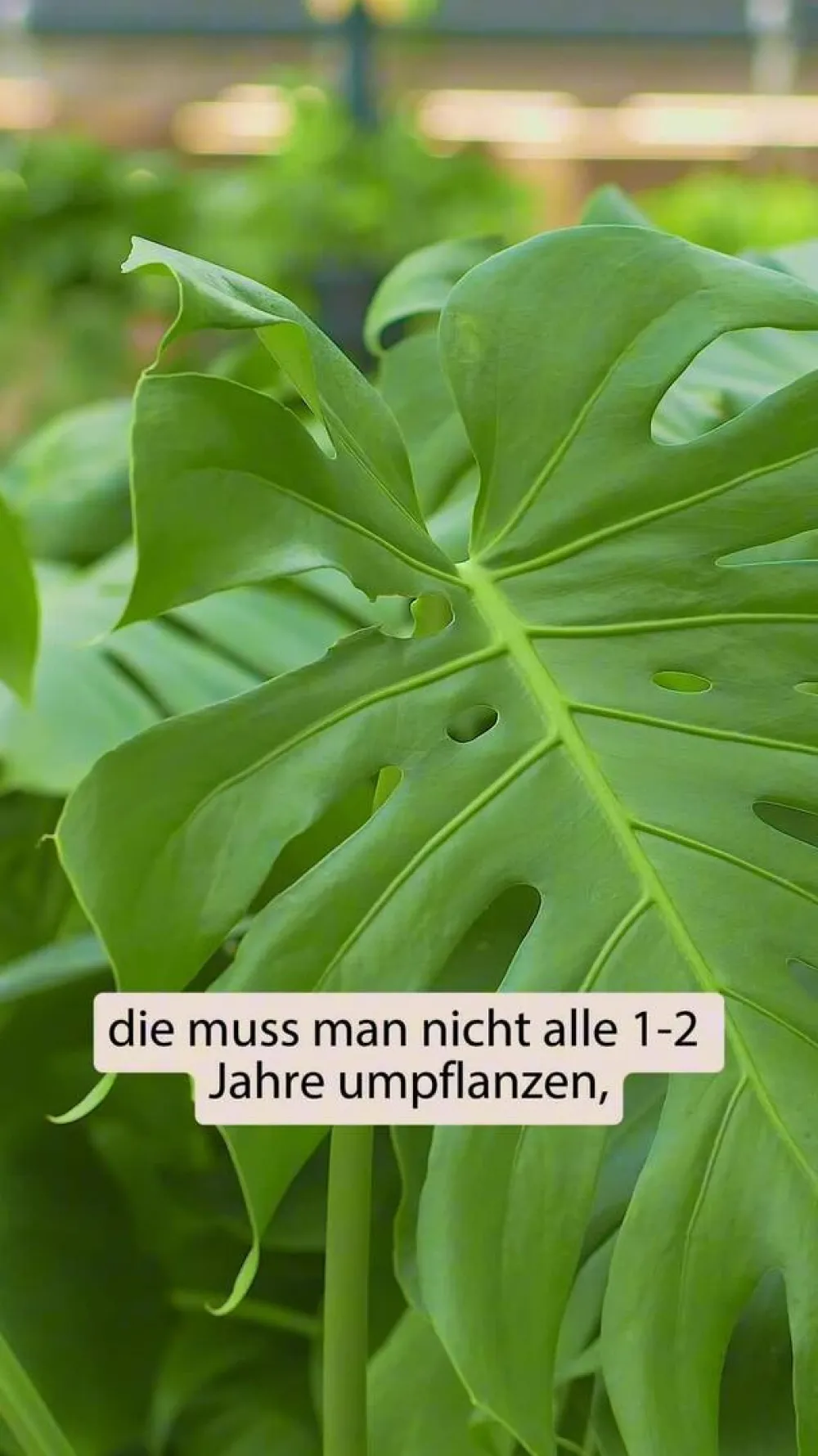 Dehner monstera - Monstera siltepecana Discount