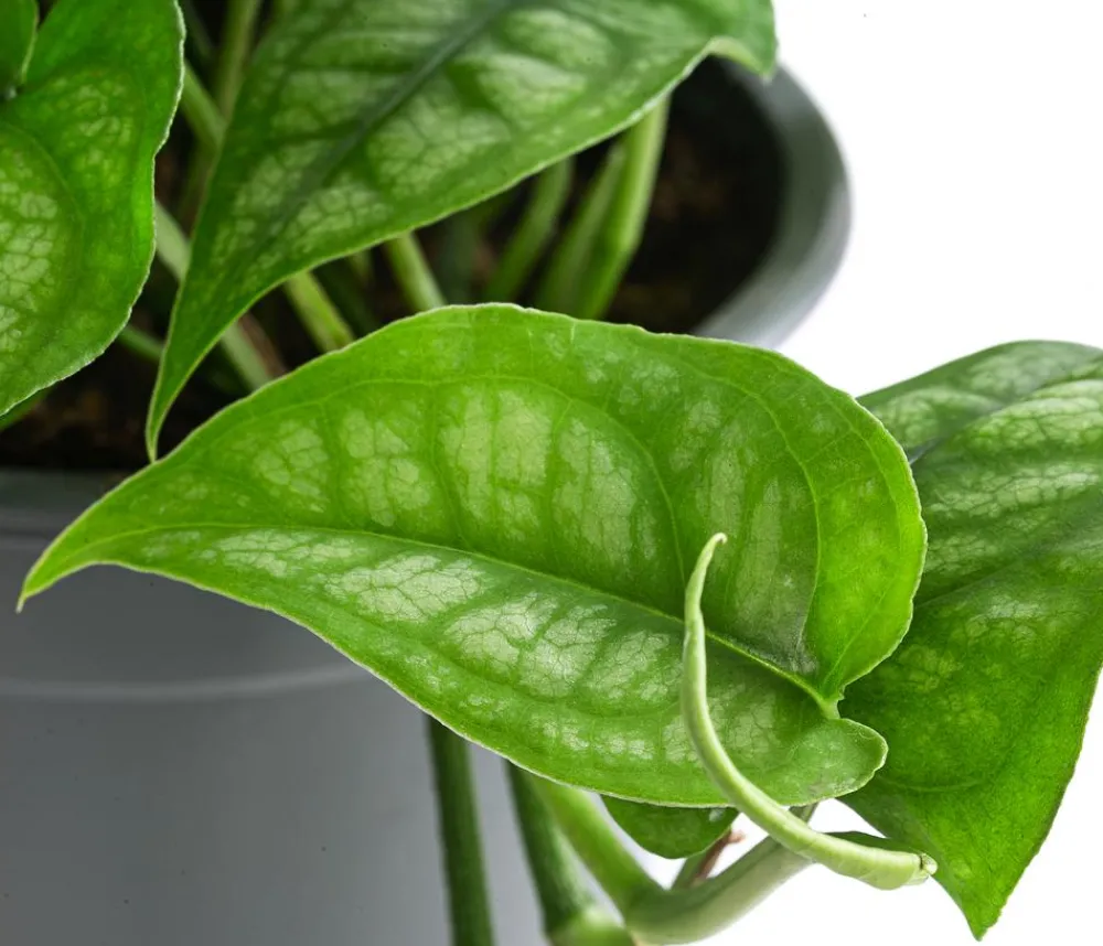 Dehner monstera - Monstera siltepecana Discount