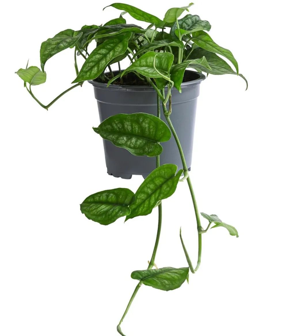 Dehner monstera - Monstera siltepecana Discount