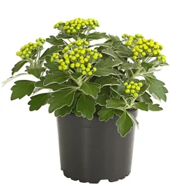 Herbstzauber Sommerstauden - Silberrand-Chrysantheme Gelb