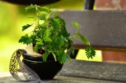 Dehner Grünpflanzen - Sinnpflanze - Mimosa pudica Grün