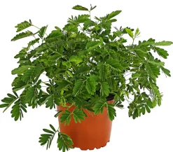 Dehner Grünpflanzen - Sinnpflanze - Mimosa pudica Grün