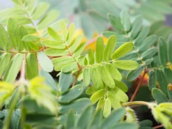 Dehner Grünpflanzen - Sinnpflanze - Mimosa pudica Grün