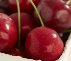 Dehner Obstbäume|Kirschbäume > Süßkirsche 'Burlat'