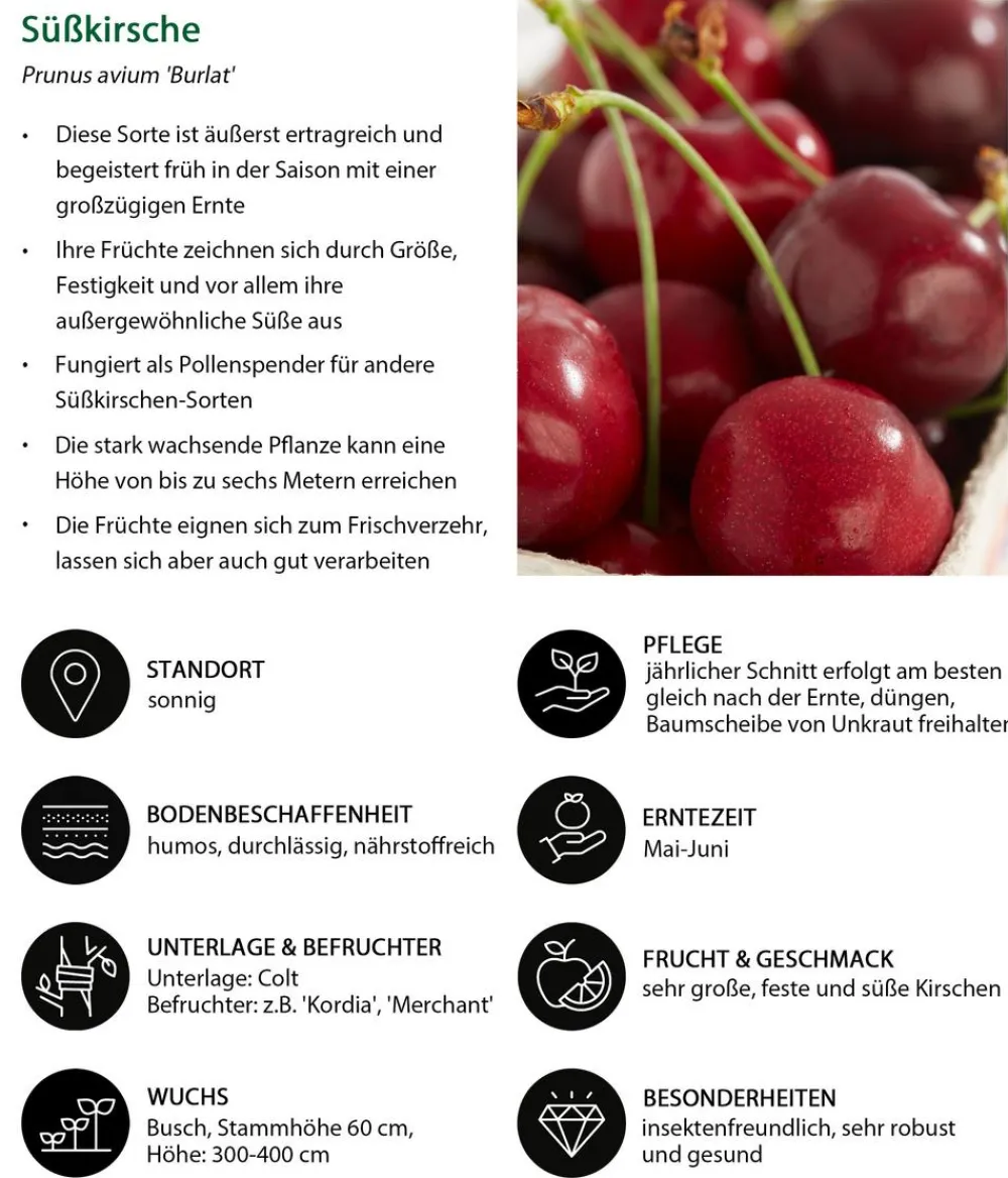 Dehner Obstbäume|Kirschbäume > Süßkirsche 'Burlat'