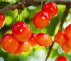 Dehner Obstbäume|Kirschbäume > Süßkirsche 'Große Prinzessin'