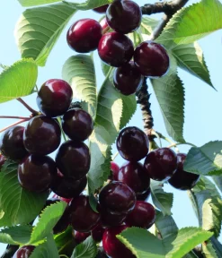 Dehner Obstbäume|Kirschbäume > Süßkirsche 'Kordia'