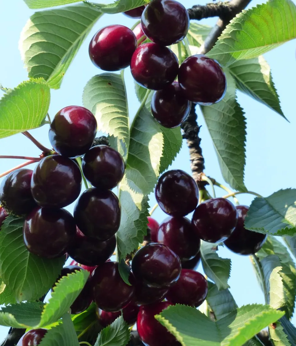 Dehner Obstbäume|Kirschbäume > Süßkirsche 'Kordia'