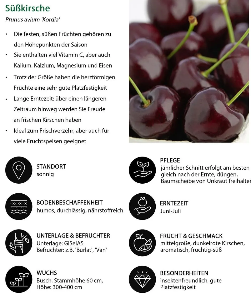 Dehner Obstbäume|Kirschbäume > Süßkirsche 'Kordia'