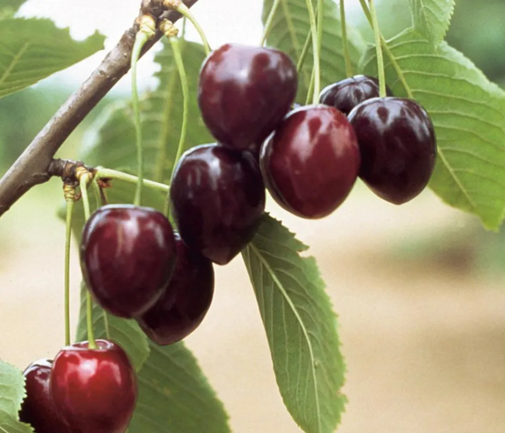 Dehner Obstbäume|Kirschbäume > Süßkirsche 'Kordia'