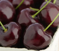 Dehner Obstbäume|Kirschbäume > Süßkirsche 'Kordia'