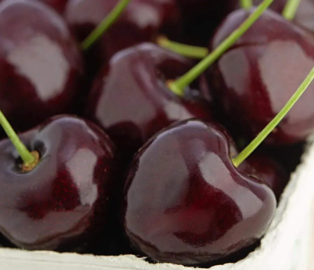 Dehner Obstbäume|Kirschbäume > Süßkirsche 'Kordia'