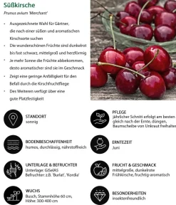 Dehner Süßkirsche 'Merchant' Best
