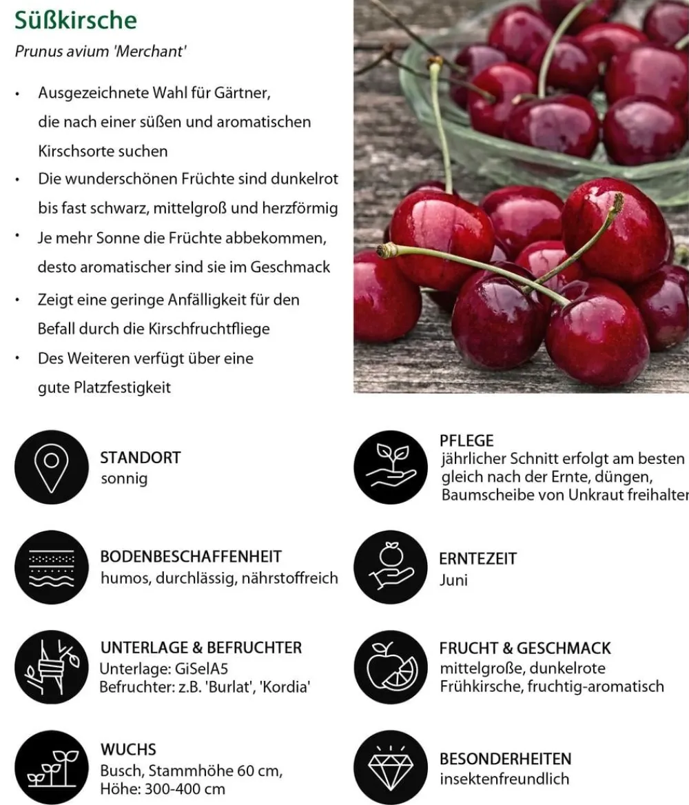 Dehner Süßkirsche 'Merchant' Best