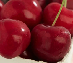 Dehner Obstbäume|Kirschbäume > Süßkirsche 'Sunburst'