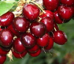 Dehner Süßkirsche 'Sunburst' Rot New