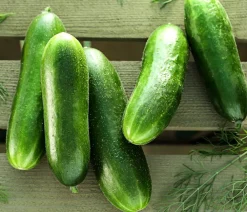 Dehner Snackgurke Grün Online