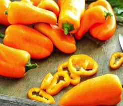 Dehner Peperoni- & Paprikapflanzen - Snackpaprika, Orange