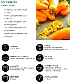 Dehner Peperoni- & Paprikapflanzen - Snackpaprika, Orange