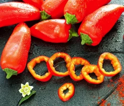 Dehner Snackpaprika, Rot Online