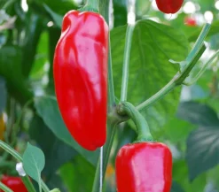 Dehner Snackpaprika, Rot Online