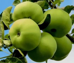 Dehner Obstbäume|Birnen- & Apfelbäume - Sommerapfel 'Klarapfel', weiß Grün