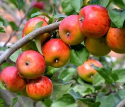 Dehner Obstbäume|Birnen- & Apfelbäume > Sommerapfel 'er James Grieve'