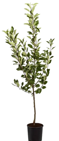 Dehner Obstbäume|Birnen- & Apfelbäume > Sommerapfel 'er James Grieve'